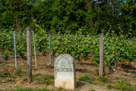 Foto de Piedra marcadora de viñedo para Champagne Mercier en Epernay, Capitolio de Champagne, Francia - Imagen libre de derechos