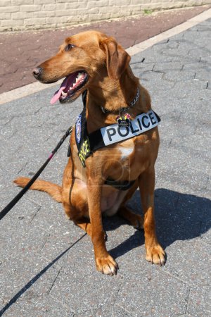 Departamento de Policía de Nueva York oficina de tránsito K-9 perro proporcionando seguridad en Nueva York