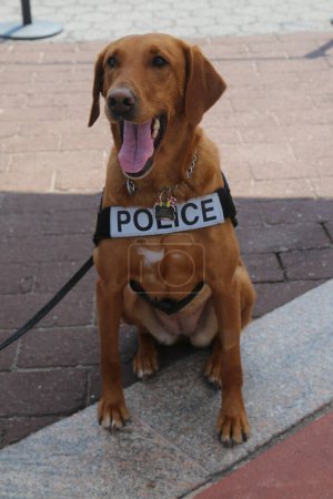 New York Police Department transit bureau K-9 dog providing security in New York