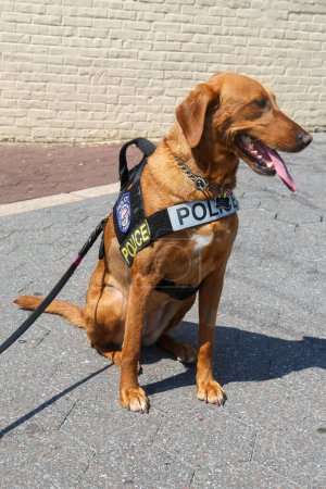 New York Police Department transit bureau K-9 dog providing security in New York