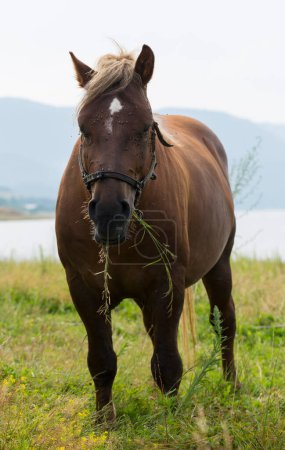 Foto de Caballo de tiro (dray), menos a menudo llamado un carrabel, caballo de batalla. Pastos junto a un lago en las montañas de Bulgaria. - Imagen libre de derechos