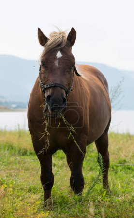 Photo for Draft (dray) horse, less often called a carthorse, workhorse. Pasture by a lake in the mountains of Bulgaria. - Royalty Free Image