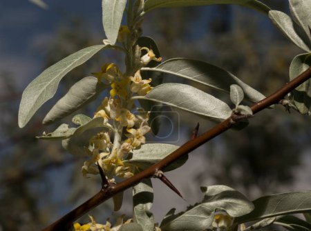 Foto de Elaeagnus commutata es una especie de arándano de la familia Elaeagnus. Florecimiento primaveral del arbusto. Flores amarillas en la planta. - Imagen libre de derechos