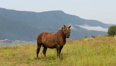 Photo for Draft (dray) horse, less often called a carthorse, workhorse. Pasture by a lake in the mountains of Bulgaria. - Royalty Free Image