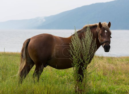 Foto de Caballo de tiro (dray), menos a menudo llamado un carrabel, caballo de batalla. Pastos junto a un lago en las montañas de Bulgaria. - Imagen libre de derechos