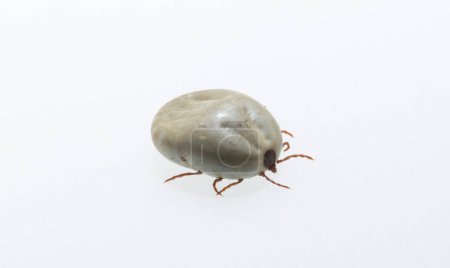 Téléchargez les photos : Ixodes ricinus, the castor bean tick, is a chiefly European species of hard-bodied tick. Female. - en image libre de droit