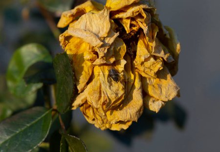 Photo for A fly on a yellow, withered rose flower. The last autumn days, before the onset of cold weather. - Royalty Free Image