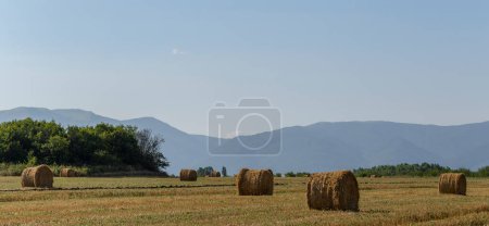 Foto de Cosecha de trigo. Pacas redondas de paja en el campo. Agricultura en zonas montañosas. - Imagen libre de derechos