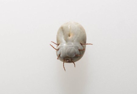Téléchargez les photos : Ixodes ricinus, the castor bean tick, is a chiefly European species of hard-bodied tick. Female. - en image libre de droit