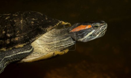 Photo for Red-eared terrapin (Trachemys scripta elegans) is a subspecies of the pond slider, a semiaquatic turtle belonging to the family Emydidae. - Royalty Free Image