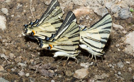 Foto de Scarce swallowtail (Iphiclides podalirius) is a butterfly belonging to the family Papilionidae. A flock of insects drink water from the mud. - Imagen libre de derechos