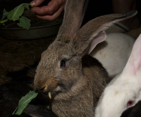 Foto de Granja de conejos. Roedores coloridos. Los animales comen hierba. - Imagen libre de derechos