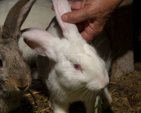Foto de Granja de conejos. Roedores coloridos. Los animales comen hierba. - Imagen libre de derechos