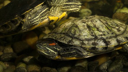 Photo for Red-eared terrapin (Trachemys scripta elegans) is a subspecies of the pond slider, a semiaquatic turtle belonging to the family Emydidae. - Royalty Free Image