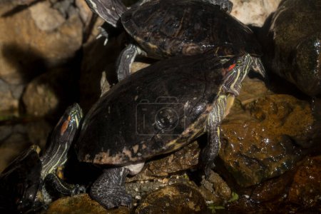 Téléchargez les photos : La terrapine à oreilles rouges (Trachemys scripta elegans) est une sous-espèce de tortue semi-aquatique de la famille des Emydidae.. - en image libre de droit