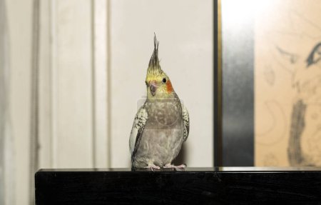 Téléchargez les photos : The Female cockatiel  (Nymphicus hollandicus), also known as weiro, or quarrion. - en image libre de droit