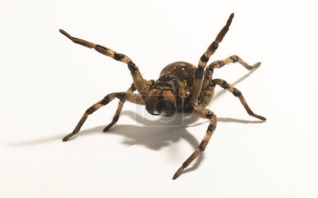 Lycosa es un género de arañas lobo. (Lycosa singoriensis). Insecto femenino agresivo sobre fondo blanco.