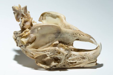 Photo for Skull of a hare on a white background. Rodent - (Lepus timidus). The bones of the head of the animal. - Royalty Free Image