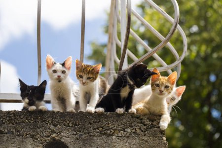 Sechs Kätzchen auf dem Balkon. Neugierige Tiere blicken in die Kameralinse. Eine unbeschwerte Kindheit.