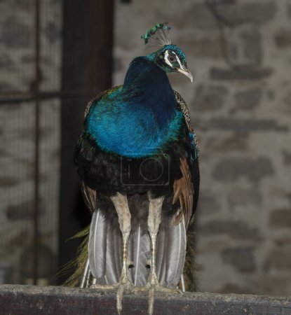 Foto de Peafowl indio o peafowl azul (Pavo cristatus), un ave grande y de colores brillantes. Pavo real. Pájaro hermoso. - Imagen libre de derechos