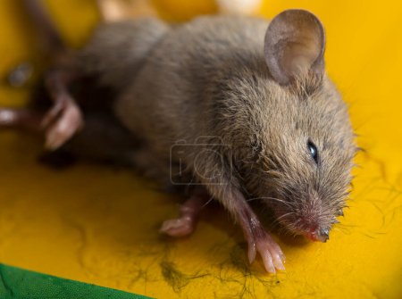 Photo for Adhesive mouse trap. The destruction of rodents. Death from sticking. - Royalty Free Image