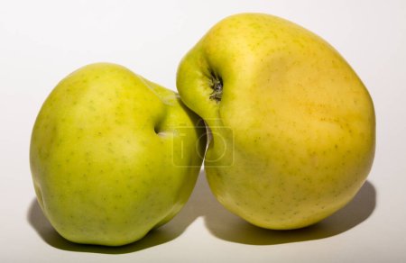 Téléchargez les photos : De vilaines pommes mutantes. Les fruits sont jaunes sur fond blanc. La relation entre deux objets. Le concept d'intimité. - en image libre de droit