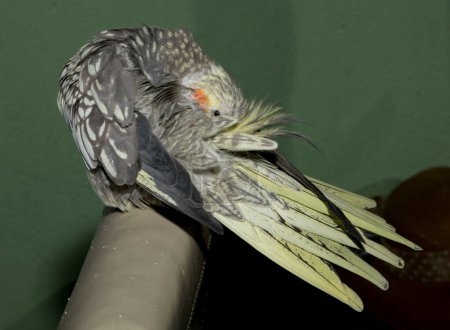 Téléchargez les photos : The Female cockatiel  (Nymphicus hollandicus), also known as weiro, or quarrion. - en image libre de droit