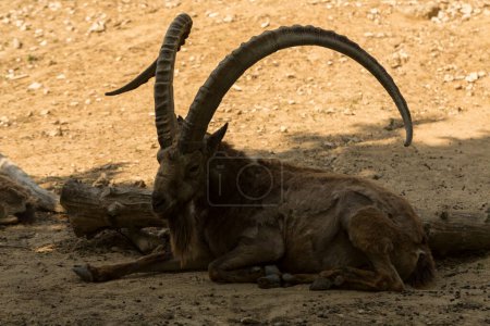 Photo for Asian ibex (Capra sibirica), also known using regionalized names as the Siberian, Altai, Central Asian, Gobi, Himalayan, Mongolian or Tian Shan ibex. - Royalty Free Image