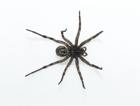 Téléchargez les photos : Hogna radiata est une espèce d'araignée loup. - en image libre de droit