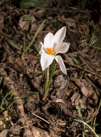 Téléchargez les photos : Crocus biflorus, (argenté ; scotch). Onagre de printemps. - en image libre de droit