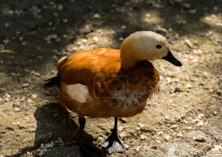 Le Canard roux (Tadorna ferruginea), canard brahmine, est un membre de la famille des Anatidae..