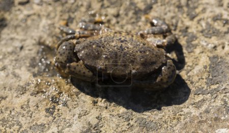 Photo for Eriphia verrucosa, sometimes called the warty crab or yellow crab. Black Sea. - Royalty Free Image