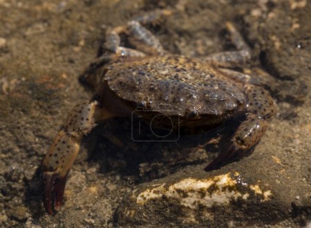 Photo for Eriphia verrucosa, sometimes called the warty crab or yellow crab. Black Sea. - Royalty Free Image