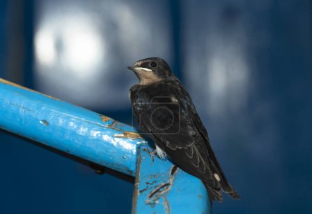 Photo for The barn swallow (Hirundo rustica). The nestling flew out of the nest and waits for the feeding. - Royalty Free Image