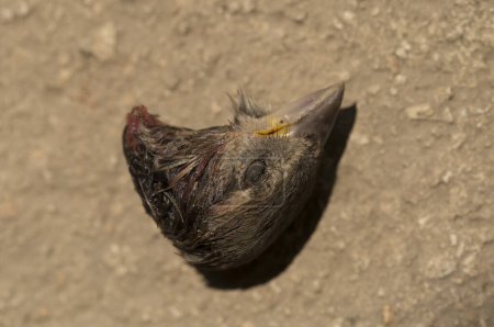 Téléchargez les photos : La tête de Sparrow. Les restes d'un oiseau après le petit déjeuner d'un prédateur. La cruauté de la nature. - en image libre de droit