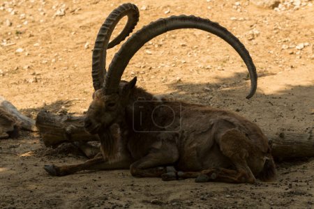 Photo for Asian ibex (Capra sibirica), also known using regionalized names as the Siberian, Altai, Central Asian, Gobi, Himalayan, Mongolian or Tian Shan ibex. - Royalty Free Image