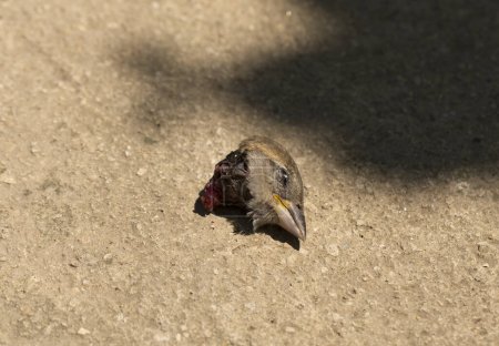 Téléchargez les photos : La tête de Sparrow. Les restes d'un oiseau après le petit déjeuner d'un prédateur. La cruauté de la nature. - en image libre de droit