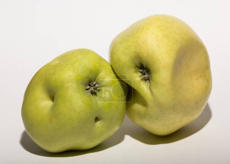 Téléchargez les photos : De vilaines pommes mutantes. Les fruits sont jaunes sur fond blanc. La relation entre deux objets. Le concept d'intimité. - en image libre de droit