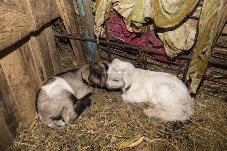 Foto de Alpine Goat Dairy Animal. Las cabras recién nacidas están durmiendo.. - Imagen libre de derechos