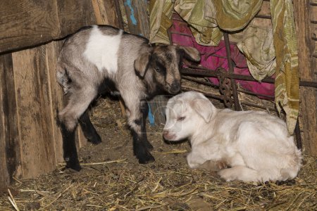 Foto de Alpine Goat Dairy Animal. Las cabras recién nacidas están durmiendo.. - Imagen libre de derechos