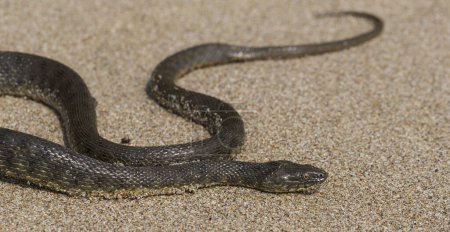 Téléchargez les photos : Natrix tessellata. Le serpent à dés est un serpent européen non venimeux appartenant à la famille des Colubridae, sous-famille des Natricinae. Le reptile vit sur la plage de sable de la mer Noire. - en image libre de droit
