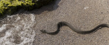 Foto de Natrix tessellata. La serpiente de dados es una serpiente europea no venenosa perteneciente a la familia Colubridae, subfamilia Natricinae. El reptil vive en la playa de arena del Mar Negro. - Imagen libre de derechos