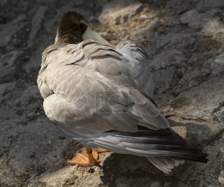 Foto de Ganso cabeza de barra (Anser indicus). Baño matutino de aves acuáticas. (Eulabeia indica). - Imagen libre de derechos
