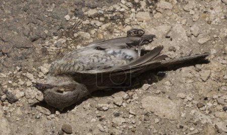 Photo for The red-backed shrike (Lanius collurio) is a carnivorous passerine bird and member of the shrike Laniidae. Juvenile bird - female. Dead bird. Road wars - death of a  Shrike. Death from the car. - Royalty Free Image