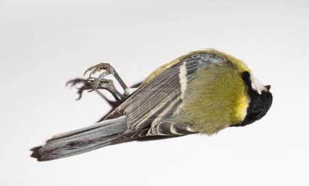Foto de Great tit (Parus major) is a passerine bird in the tit family Paridae. A dead bird on a white background. - Imagen libre de derechos