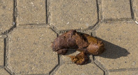 Photo for Dog feces on the sidewalk.  Urbanism and animals. - Royalty Free Image