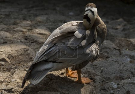 Foto de Ganso cabeza de barra (Anser indicus). Baño matutino de aves acuáticas. (Eulabeia indica). - Imagen libre de derechos