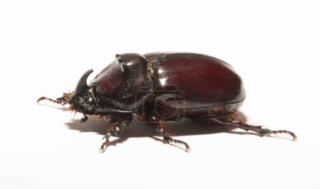 European rhinoceros beetle (Oryctes nasicornis) is a large flying beetle belonging to the subfamily Dynastinae. Imago, recessive, submissive male.
