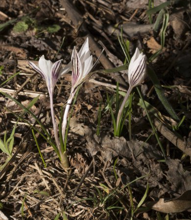 Téléchargez les photos : Crocus biflorus, (argenté ; scotch). Onagre de printemps. - en image libre de droit