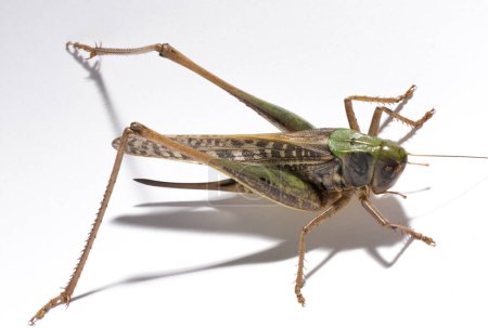 Foto de Decticus verrucivorus es un grillo arbusto de la familia Tettigoniidae. Primer plano de Grasshopper. Un insecto hembra sobre un fondo blanco. - Imagen libre de derechos